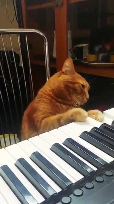 The jazz cat plays for me every morning