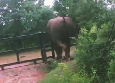 🔥 Elephant crossing barricade