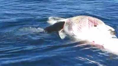 Great White takes a bite out of a whale carcass