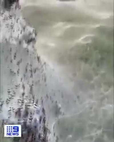 Spider invasion after the floods in Victoria, Australia