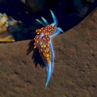 Palescent Nudibranch - the prettiest sea slug