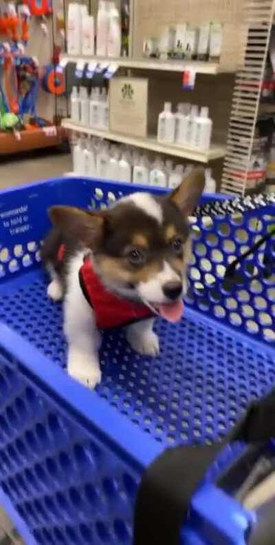 This is my corgi puppy, Benito, he is 10weeks today.