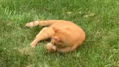 Please enjoy 1 minute of my cat playing with a blade of grass...