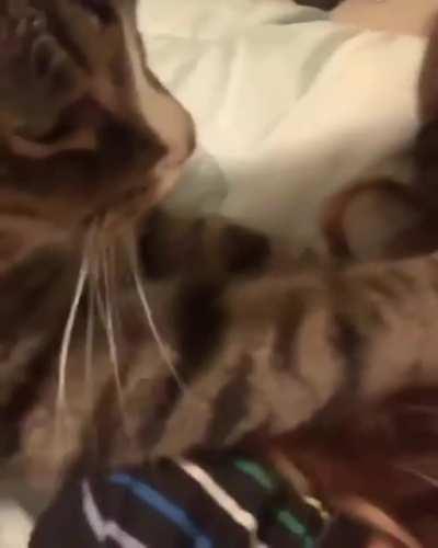 Cat massaging its owner