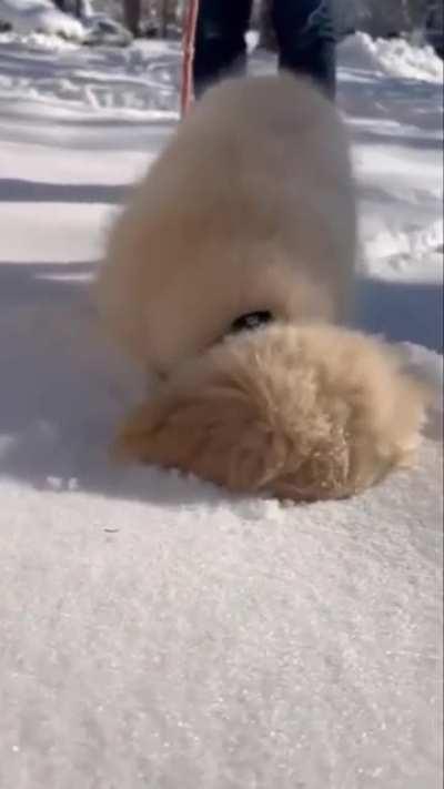 Good boy’s first snow