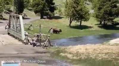 Grizzly brings down a Bison