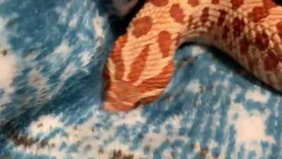 Snek cuddling up to a blanket