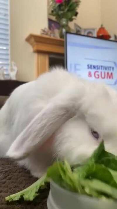 Ozzy and his morning salad