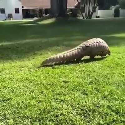 🔥 Pangolins are bipedal and walk on their hind legs .