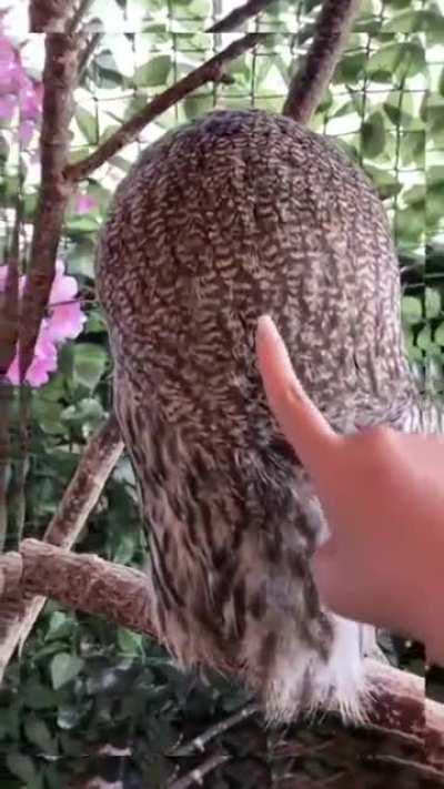 🔥 Equanimity. Owls can rotate their head in 360⁰