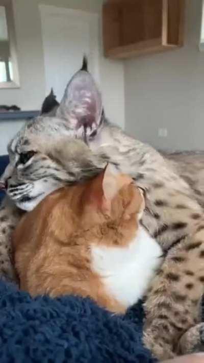 Bobcat with house cat bestie