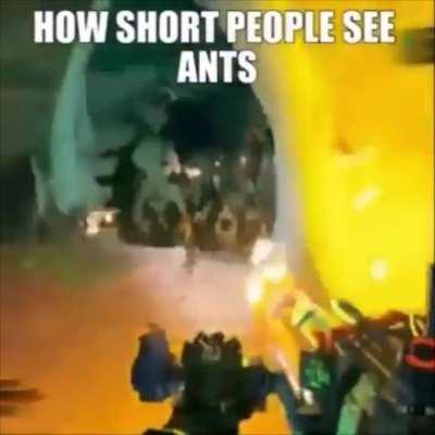 Ants