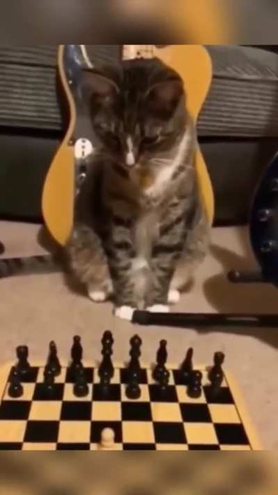 Move Cat eats Pawn