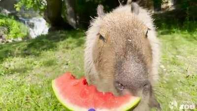 Capybara enjoying watermelon