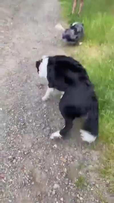 A Border Collie And Aussie Both Letting Each Other Know They Are Not A Threat