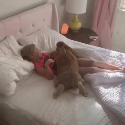 Who else wants to start their day cuddling with a giant rabbit?