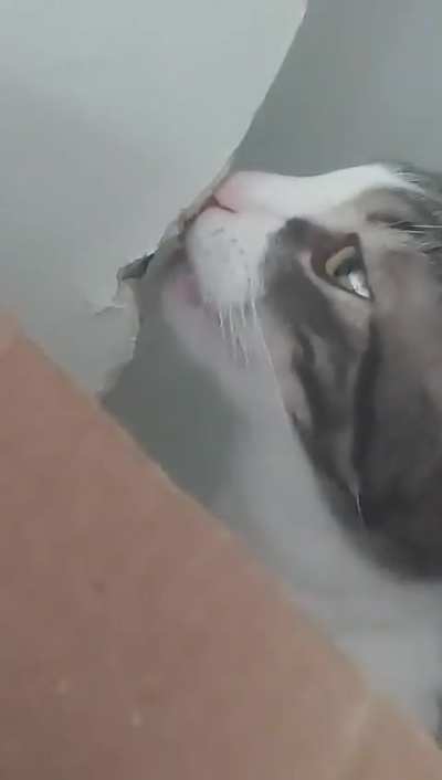 gluesniffer
