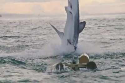 Stunning video of a Great White breaching