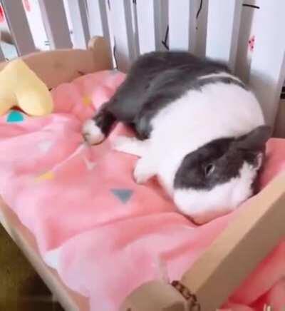 Bunny Fluffing her bed <3