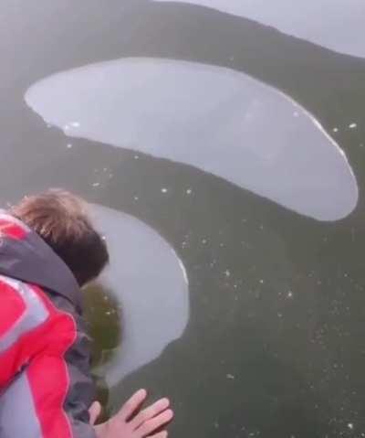 Blowing bubbles under a layer of ice: