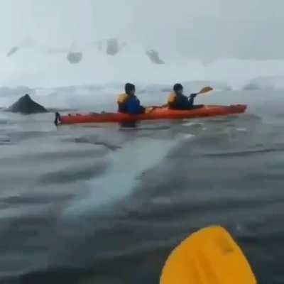 Kayakers encounter a whale