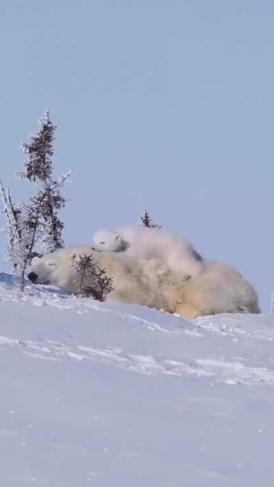 This is the cutest video ever 🐻 ❄