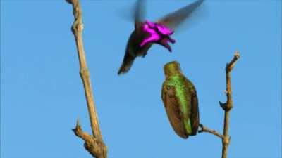 ð¥ The male Costaâs hummingbird has a tiny octopus face and has to work hard to impress females during mating season