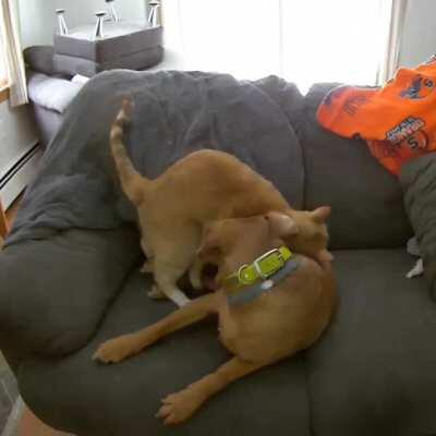 We point the security camera at the couch when we leave for work, so we can watch this cuteness throughout the day.