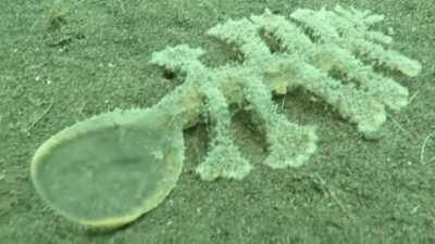 This is a carnivorous nudibranch of the genus Melibe. The entire head forms an expansive mouth, which inflates to smother its prey and then contracts scooping prey in with its probing teeth-like cirri.