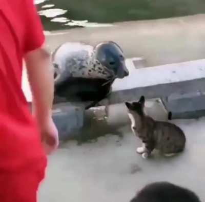 Seal VS Cat