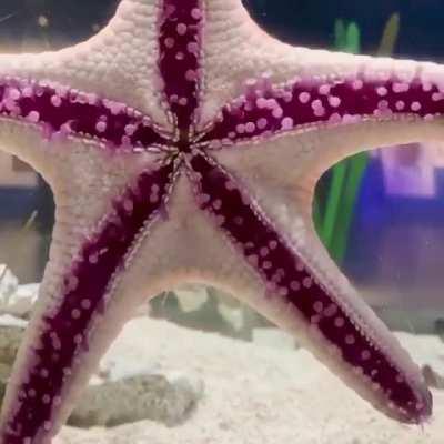 Underside of a walking sea star