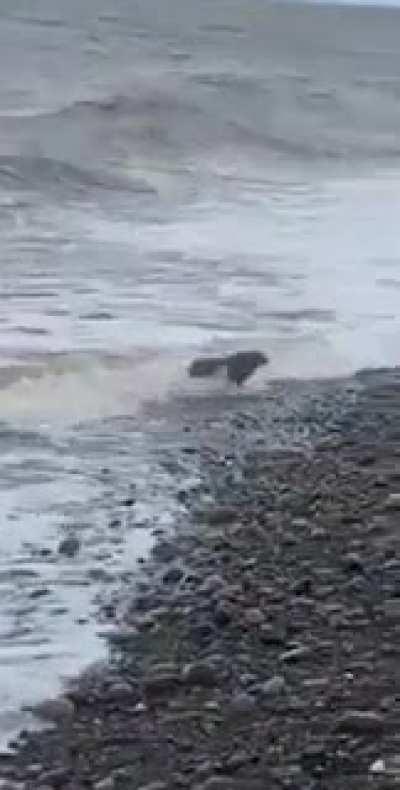 Rabbit emerges from the ocean. The world's officially gone mad.