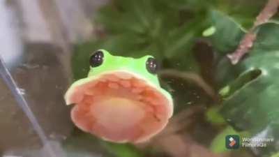 How a tree frog settle down on flat surface