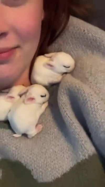 A few little baby rabbits