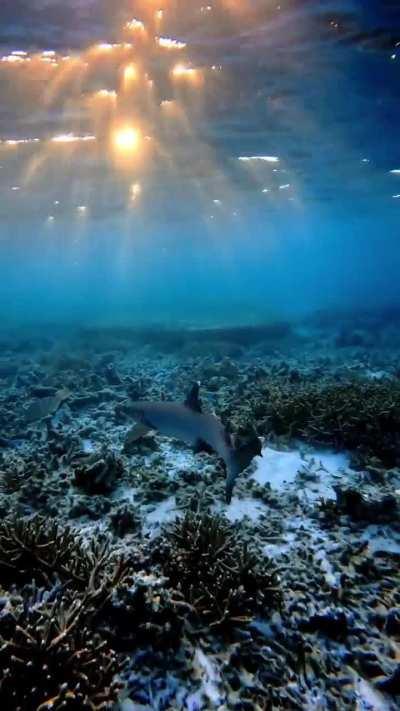 Afternoon light with a white tip reef shark