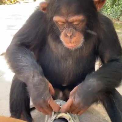 Cool chimp clip #1