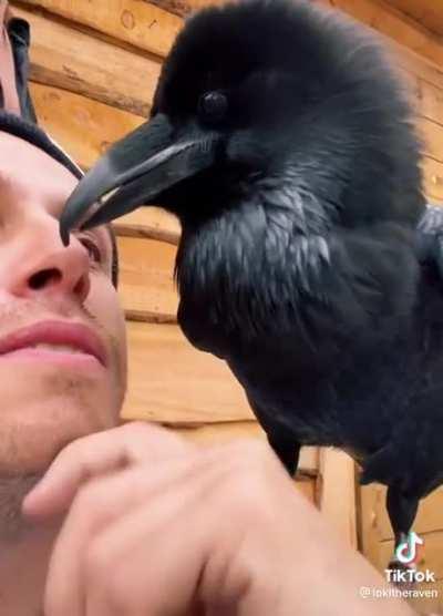 Did you know that Ravens can imitate human speech? Or at least try to? This Raven's name is Loki.