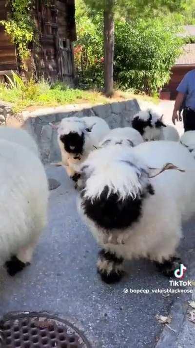 The cutest sheep ever