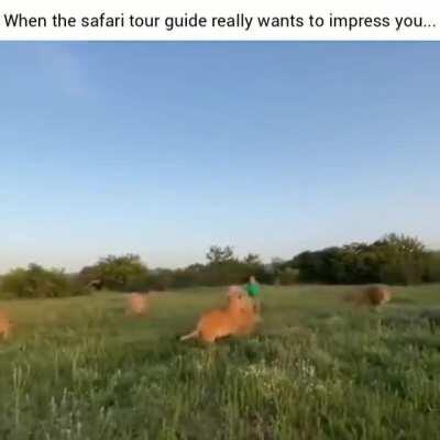 Never seen a braver safari guide...