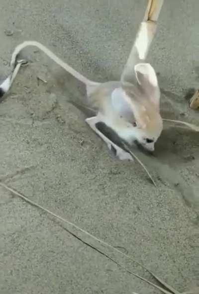 🔥 Jerboa Rodents