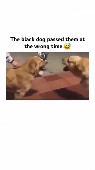 Bad Luck Doggo