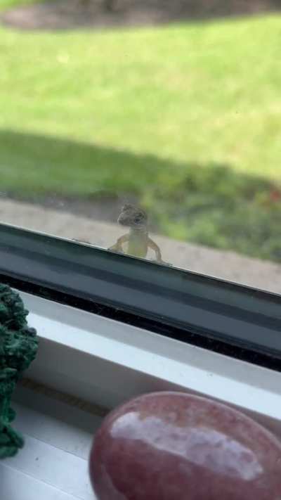 Could anyone explain why this anole wants to come inside so bad? She’s here every day…