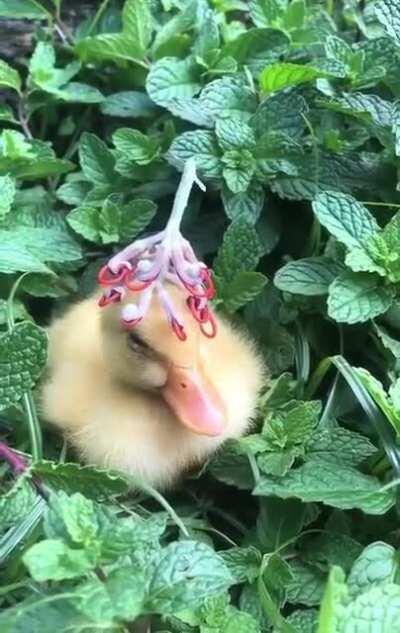 Feathered Flower Girls