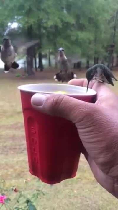 🔥 Hummingbirds having a drink