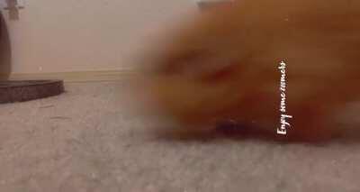 Guinea pig zoomies