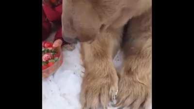 🔥 Big boy being fed strawbearies