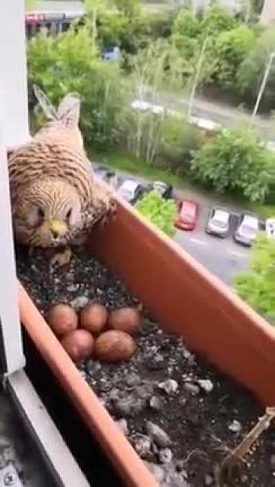 Man helps mother hawk who nested on his window