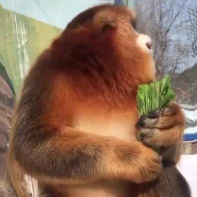 Golden snub-nosed monkey eating a nice snack