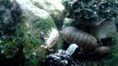 12 Year Old Terrarium - Life Inside a closed jar, Over a decade in isolation