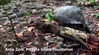 Tortoise who is believed to be a herbivore, caught on camera first time ever eating a bird